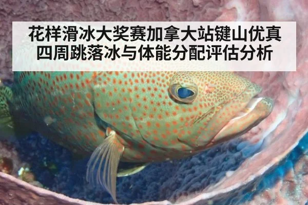 花样滑冰大奖赛加拿大站键山优真四周跳落冰与体能分配评估分析